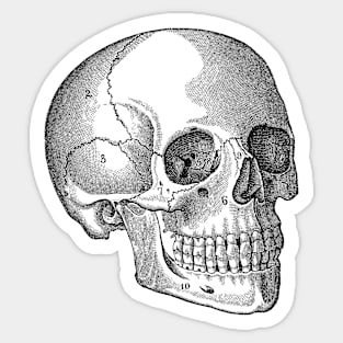 Human Skull - Vintage Anatomy Sticker